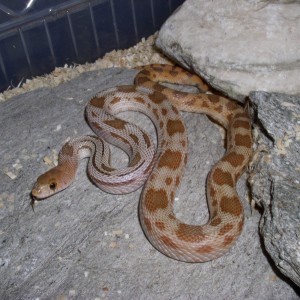 Pituophis deppei deppei hypo