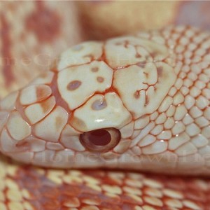 Pituophis melanoleucus melanoleucus albino