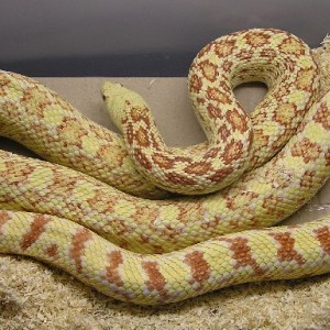 Pituophis melanoleucus sayi albino 1