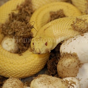 Pituophis melanoleucus sayi albino speckled paternless