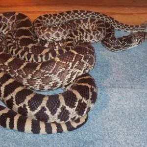 Pituophis melanoleucus sayi Axanthic 2