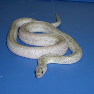 Pituophis melanoleucus sayi Axanthic White sided Speckled