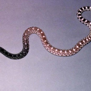 Pituophis melanoleucus sayi axanthic