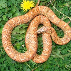 Golden Peanut Butter brooksi