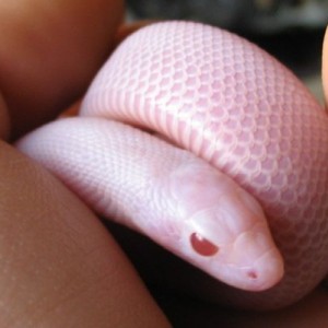 Pituophis melanoleucus sayi blizzard