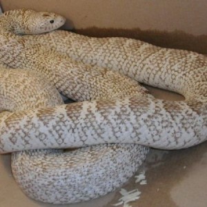 Pituophis melanoleucus sayi ghost adult