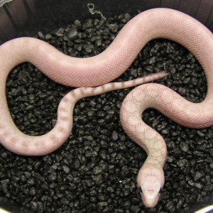 Pituophis melanoleucus sayi ghost patternless (ivory x ghost)