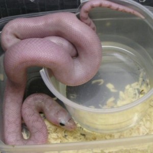 Pituophis melanoleucus sayi ghost patternless