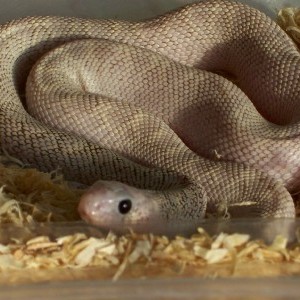 Pituophis melanoleucus sayi ghost