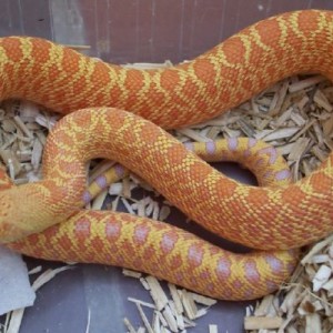 Pituophis melanoleucus sayi hibino