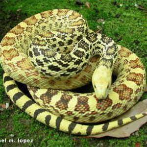 Pituophis melanoleucus sayi hypo 2
