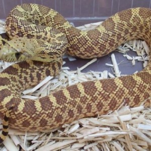 Pituophis melanoleucus sayi hypo