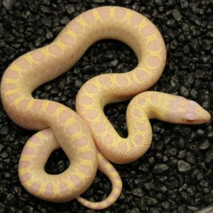 Pituophis melanoleucus sayi ivory 1