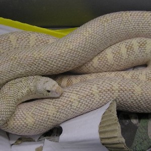 Pituophis melanoleucus sayi ivory adulto