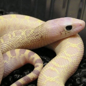 Pituophis melanoleucus sayi ivory black eyes