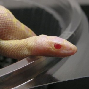 Pituophis melanoleucus sayi ivory red eyes