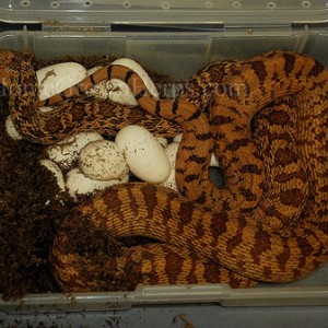 Pituophis melanoleucus sayi kingsville red 2