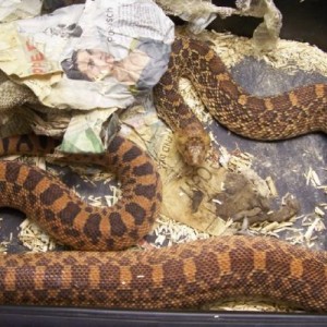 Pituophis melanoleucus sayi kingsville red