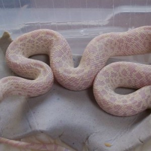 Pituophis melanoleucus sayi lavender snow