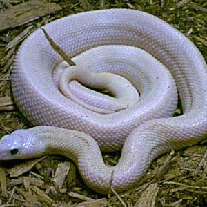 Pituophis melanoleucus sayi leucistico