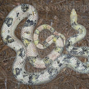 Pituophis melanoleucus sayi paradox