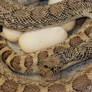 Pituophis melanoleucus sayi salt and pepper