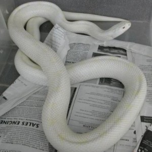 Pituophis melanoleucus sayi snow adulto