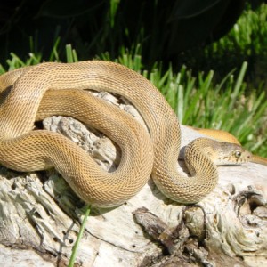 Pituophis melanoleucus sayi Speckled
