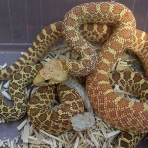 Pituophis melanoleucus sayi superhypo vs hypo