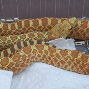 Pituophis melanoleucus sayi superhypo adult