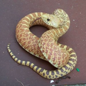 Pituophis melanoleucus sayi superhypo