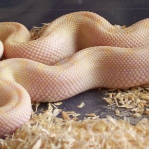 Pituophis melanoleucus sayi white sides snow