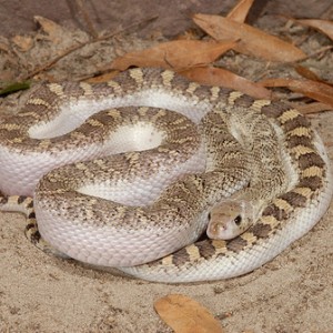 Pituophis melanoleucus sayi White sided
