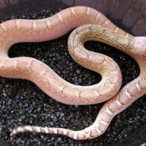 Pituophis melanoleucus sayi whitesided baby
