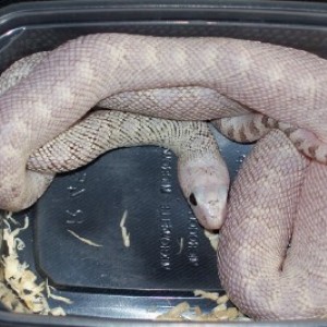 Pituophis melanoleucus sayi whitesided faded pattern ghost