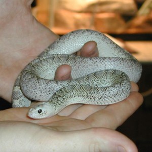 Pituophis melanoleucus sayi whitesided juvenil
