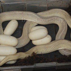 pituophis mugitus mugitus leucistic