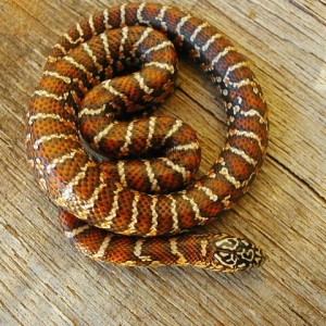 Hypo brooksi baby dark