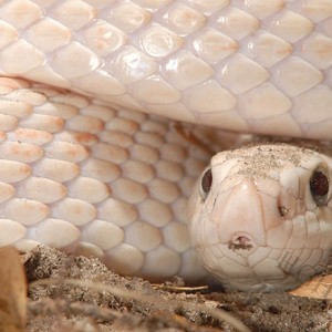 pituophis mugitus mugitus pink patternless head