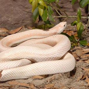 pituophis mugitus mugitus pink patternless