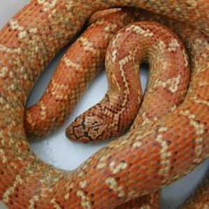 Hypo brooksi red flame