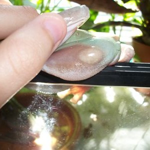 Inflamacion en muslo de mi litoria