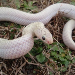 Hypo Whitesided brooksi