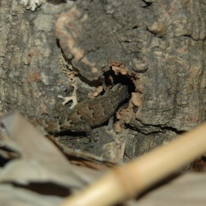 Lepidodactyus lugubris 011