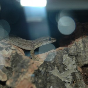 Lepidodactyus lugubris 016