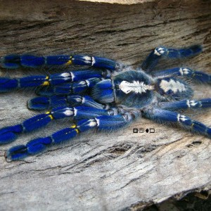 Poecilotheria metallica