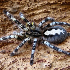Poecilotheria fasciata