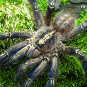 P metallica adult male