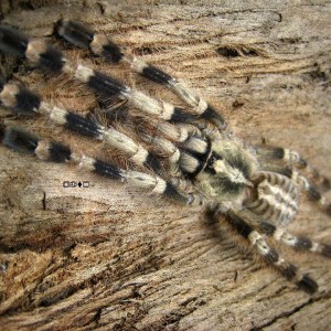 Poecilotheria miranda