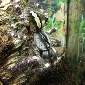 Poecilotheria striata